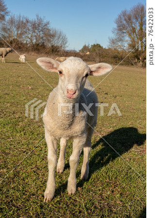 Herd of sheep in a meadow 76422033
