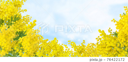 Wattle tree or mimosa yellow flowers on the blue sky background 76422172