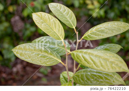 Camellia chrysantha shoots with fresh leaves 76422210