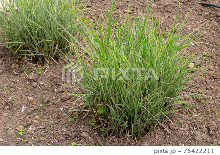Miscanthus sinensis plants in the garden 76422211