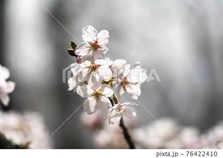 益岡公園の風景　さくら　宮城県白石市 76422410