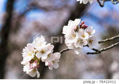 益岡公園の風景 さくら 宮城県白石市 益岡公園の風景 さくら 宮城県白石市 76422411