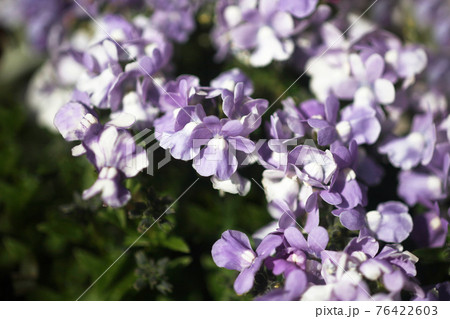 ネメシア 紫色の花 ネメシア 紫色の花 76422603