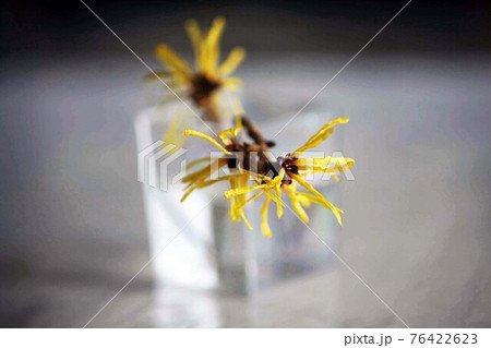 早春に咲く、マンサクの花 早春に咲く、マンサクの花 76422623