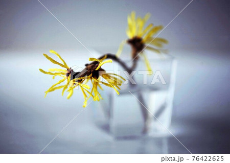 早春に咲く、マンサクの花 早春に咲く、マンサクの花 76422625