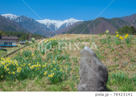 光前寺通りのスイセンと石仏と中央アルプス 光前寺通りのスイセンと石仏と中央アルプス 76423141