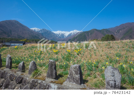 光前寺通りのスイセンと石仏と中央アルプス 76423142