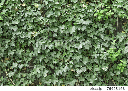 背景素材　植物　蔦　グリーンカーテン 76423168
