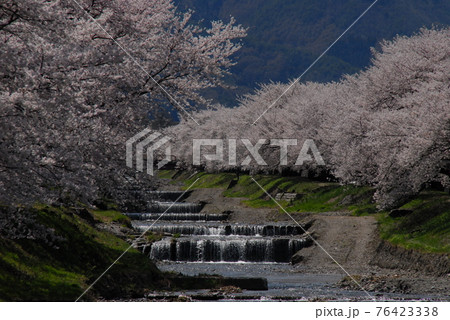 春の安曇野 76423338