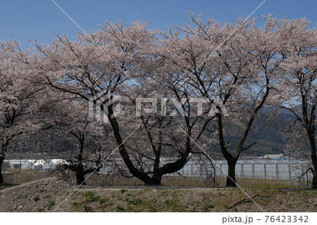 春の安曇野 春の安曇野 76423342