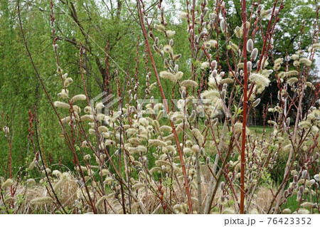 赤芽柳 別名 振袖柳 の写真素材