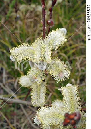 赤芽柳(別名・振袖柳) 76423357