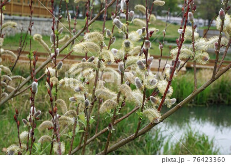 赤芽柳 別名 振袖柳 の写真素材