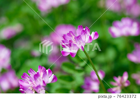 可憐な野の花 蓮華 可憐な野の花 蓮華 76423372