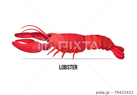 fresh lobster isolated on white background seafood concept horizontal fresh lobster isolated on white background seafood concept horizontal 76423422