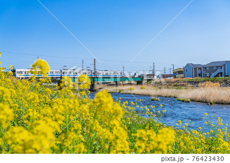 神奈川 南足柄市 狩川橋梁と大雄山線の春の風景 76423430
