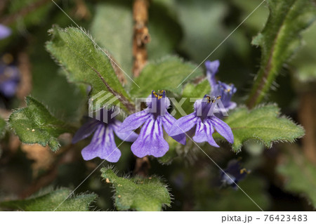 キランソウ 76423483