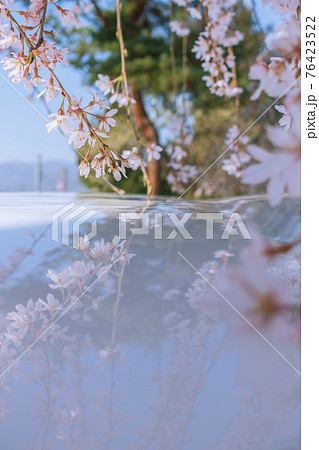 自動車のルーフにまで垂れる枝垂れ桜 76423522