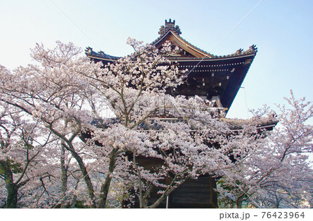桜満開の根来寺大門　和歌山県岩出市 76423964