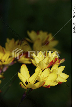 春に咲いた黄色い草花 春に咲いた黄色い草花 76424220