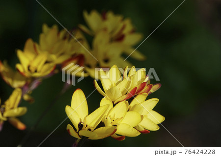 春に咲いた黄色いイキシアの花 春に咲いた黄色いイキシアの花 76424228