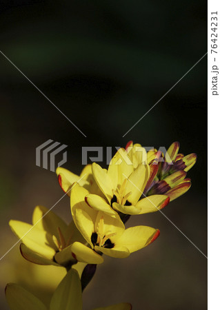 春に咲いた黄色いイキシアの花の写真素材