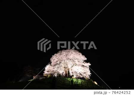 醍醐桜7997 醍醐桜7997 76424252