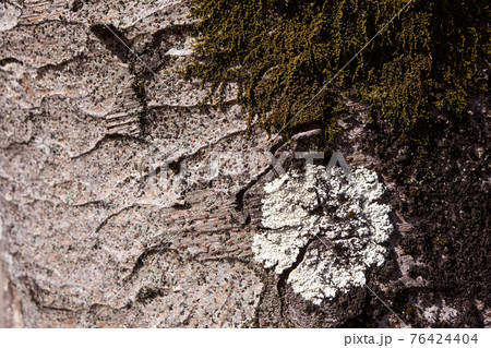 大木の樹皮に付いたウメノキゴケ 大木の樹皮に付いたウメノキゴケ 76424404