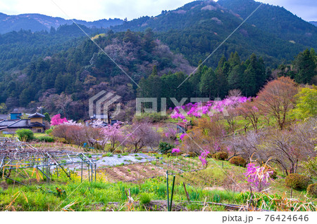 里山の春 春桜の季節 ときがわ町 里山の春 春桜の季節 ときがわ町 76424646