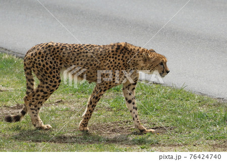 地上最速のハンター、チーター 76424740