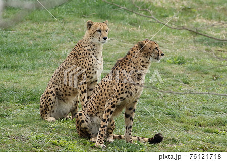 地上最速のハンター、チーター 76424748