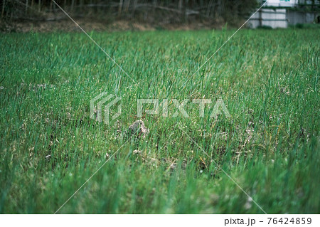畑の跡地にきれいに生え揃った芝生（雑草） 76424859