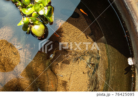 水鉢で暮らすメダカの家族 76425095