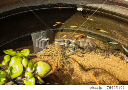 水鉢で暮らすメダカの家族 76425101