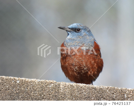 イソヒヨドリ 76425137