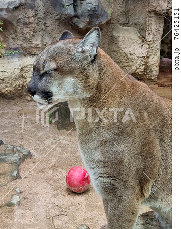 動物 野生 動物園 76425151