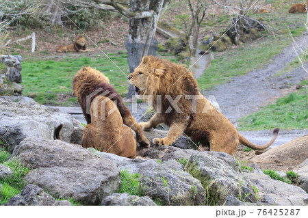 ライオンの戦いの写真素材 ライオンの戦いの写真素材