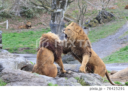 ライオンの戦いの写真素材 ライオンの戦いの写真素材
