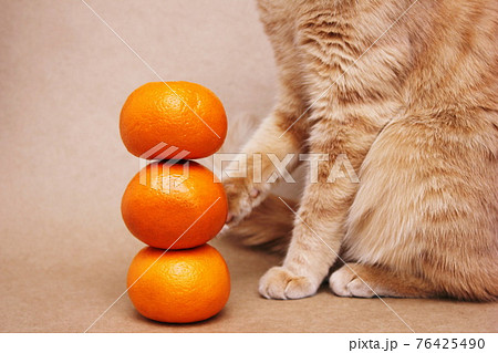 Part of a red cat touching a tower of three tangerines with its paw. Vitamins for pets. 76425490