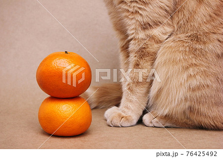 Two mandarins and part of a red cat sitting next to them. Pet food concept. Cat diet. Allergens at home. 76425492