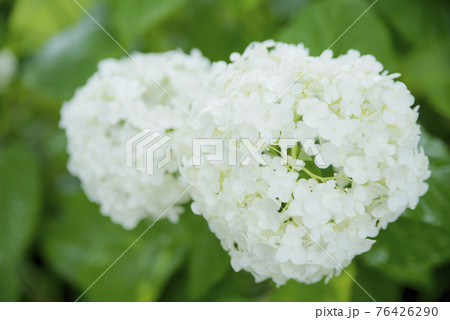 雨に打たれる御裳神社の紫陽花 76426290