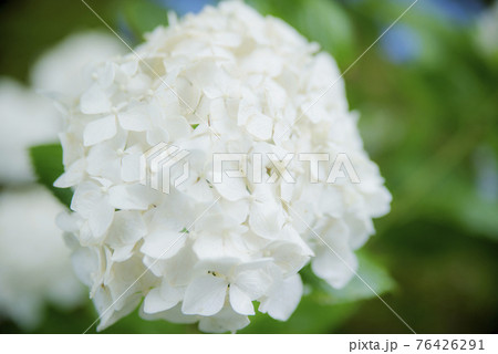 雨に打たれる御裳神社の紫陽花 76426291