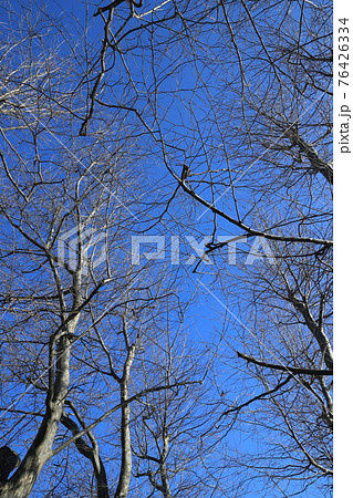 空へ伸びる 空へ伸びる 76426334