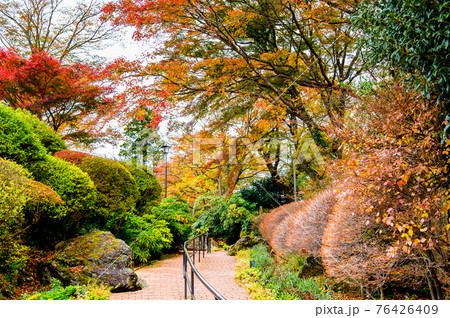 神奈川県箱根町　紅葉の強羅公園 76426409