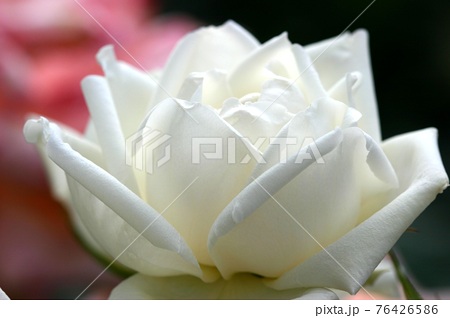 希望に満ちた白い薔薇エーデルワイスの写真素材