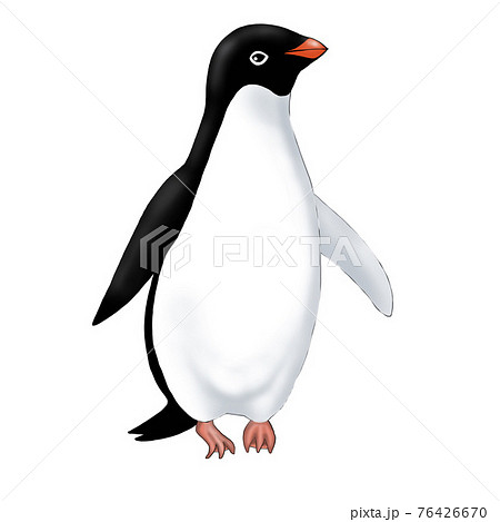 Standing Adelie Penguin Stock Illustration