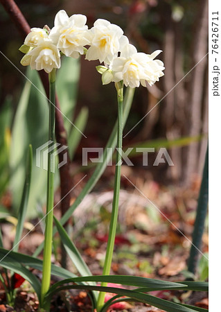 春の花 76426711