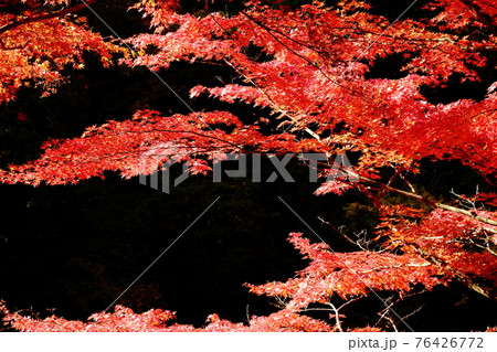 奥津渓谷公園の紅葉 76426772