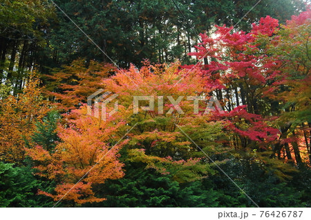 奥津渓谷公園の紅葉 奥津渓谷公園の紅葉 76426787