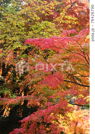 奥津渓谷公園の紅葉 奥津渓谷公園の紅葉 76426790